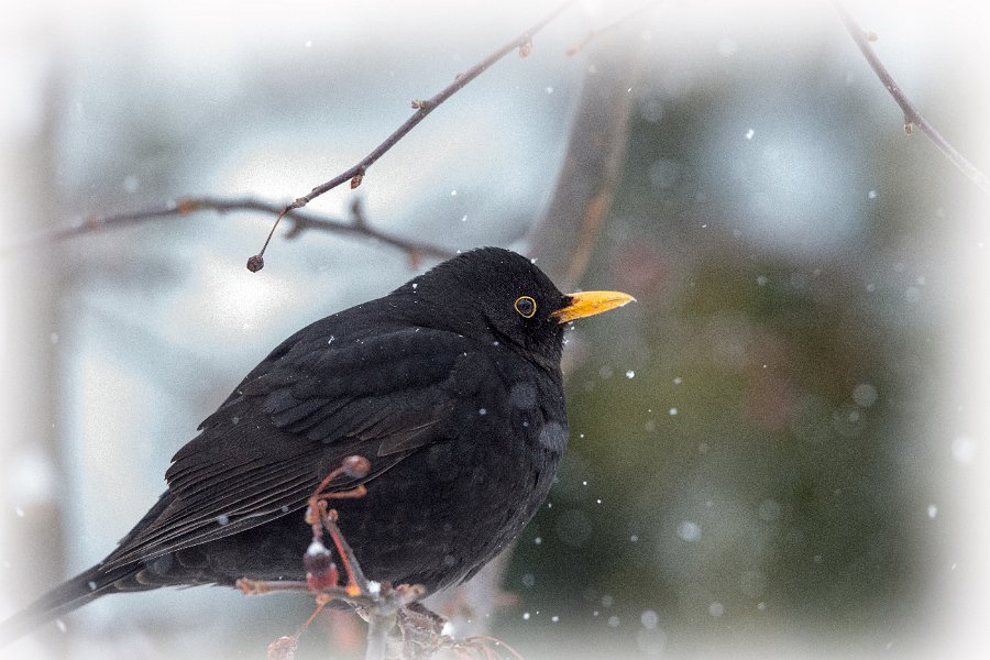 015-DX5Q8146 tonet kant stort